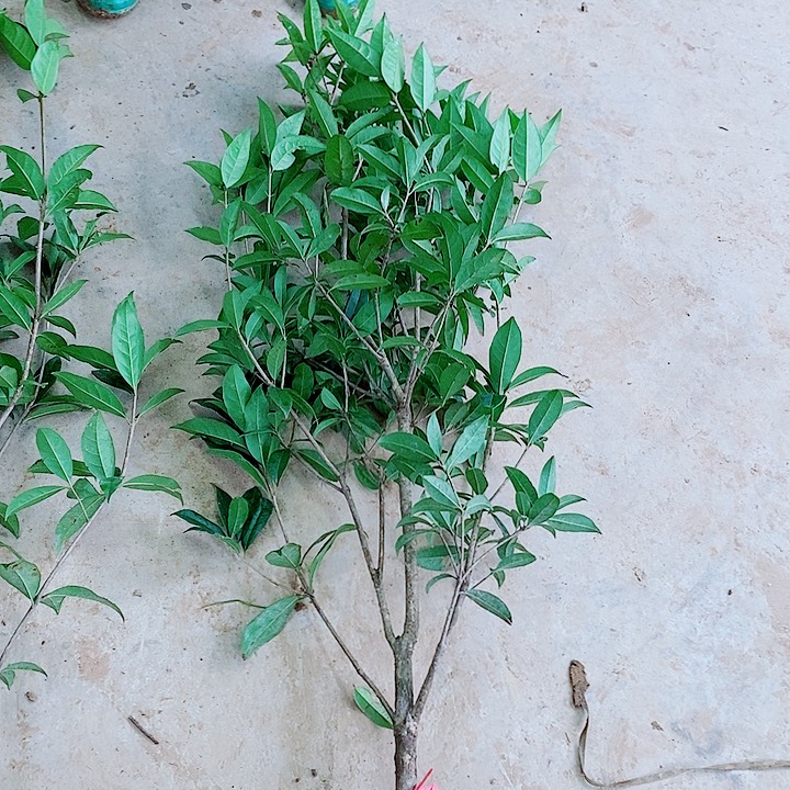 渔***事完全开放1.5左右丹桂