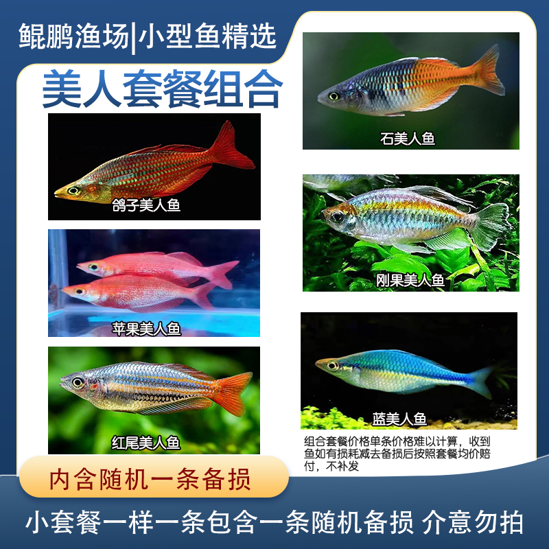 【美人系列组合】刚果美人石美人红尾美人鸽子美人蓝美人苹果混发