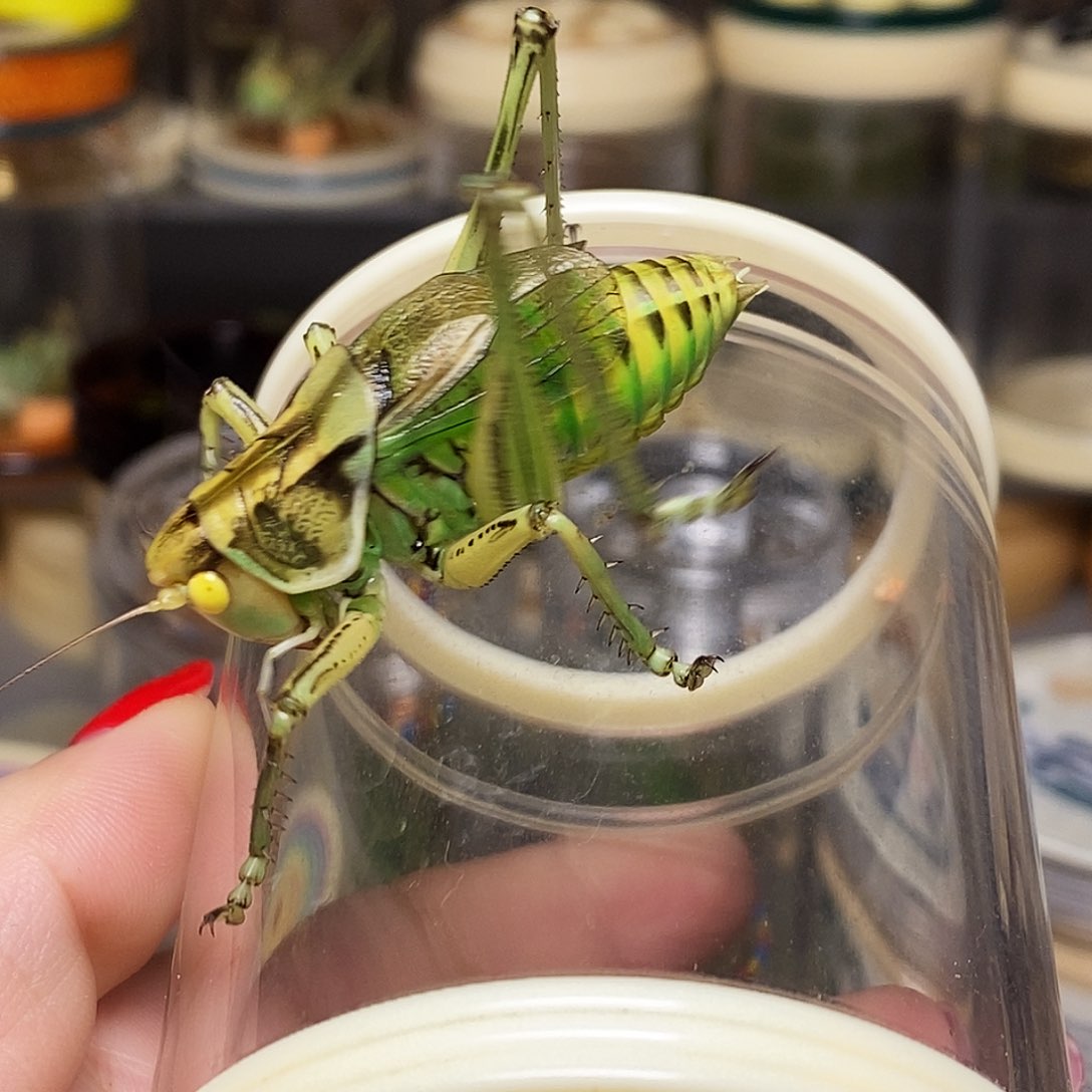 黄金甲玉眼蝈蝈一只