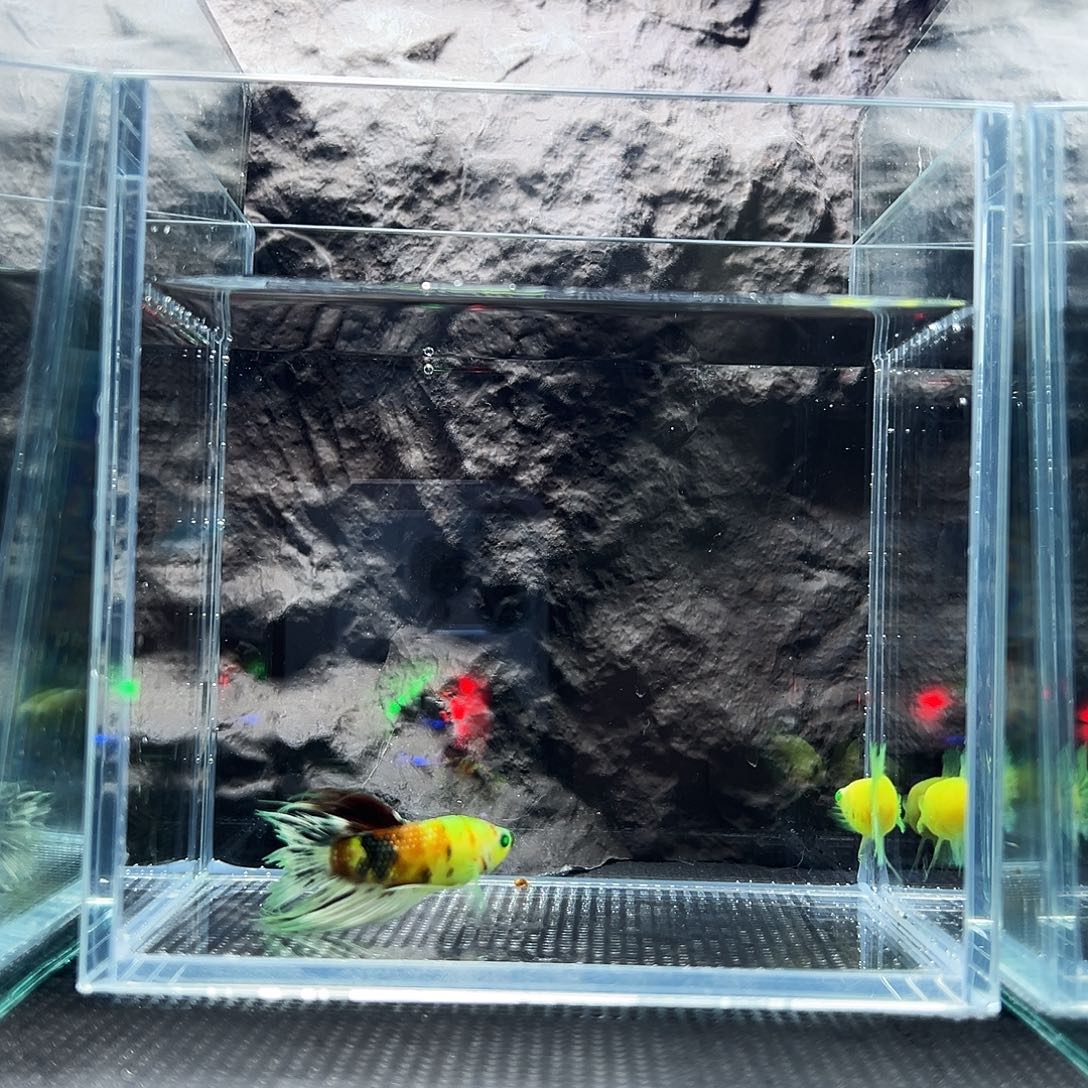 斗鱼精品精品精品精品精品精品