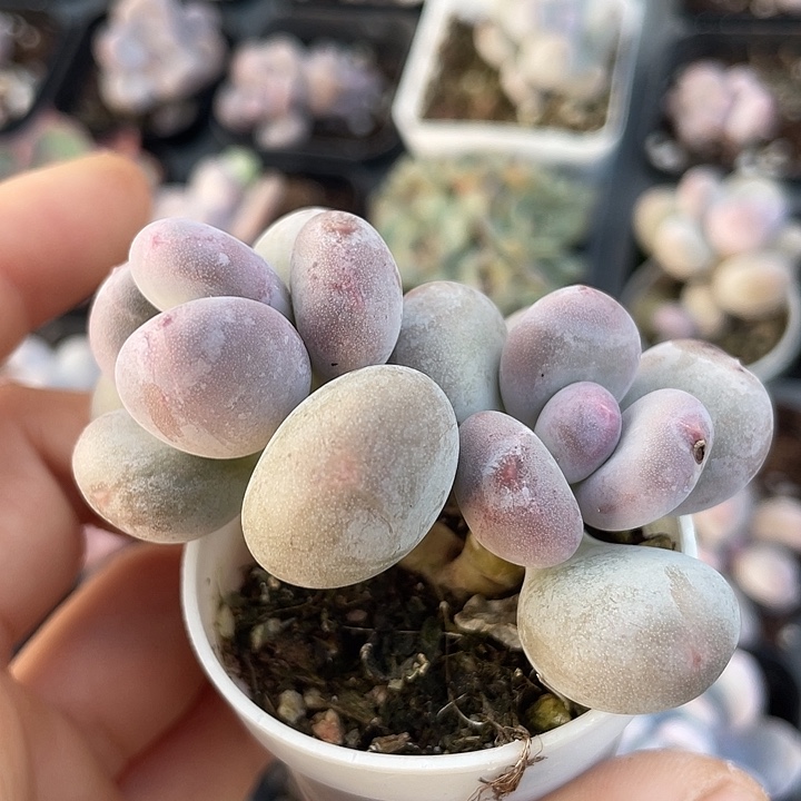 一我一拍满18包邮