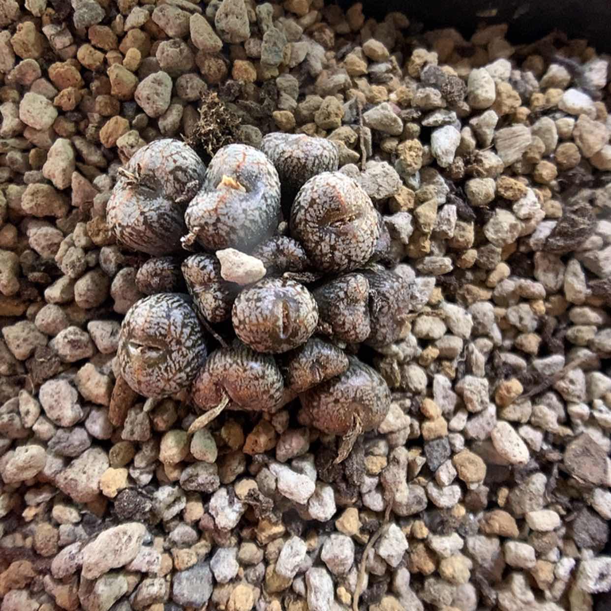 【闪购商品】2-12-18 康菩提一群特40