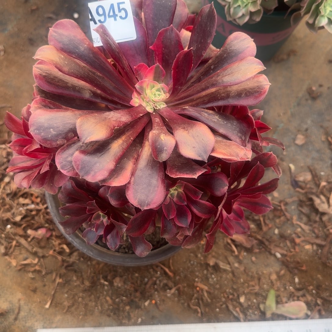 抖***呦美杜莎一物一拍945