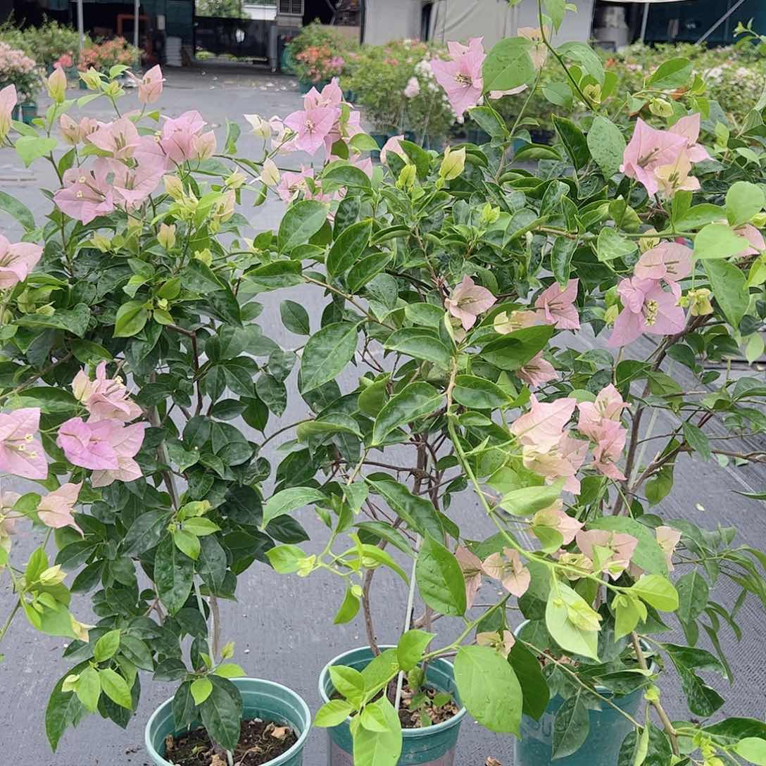 赛佛理带竹一颗三角梅