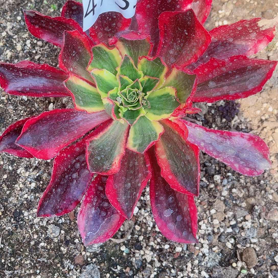 4733魅影多肉植物