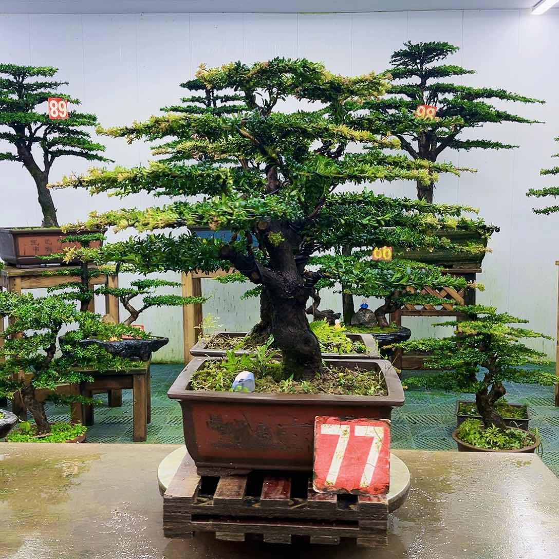 完全开放罗汉松盆景艺术