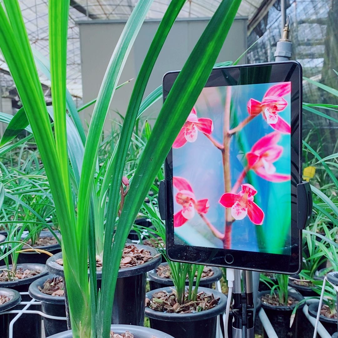 当前无花栽培后可以开花