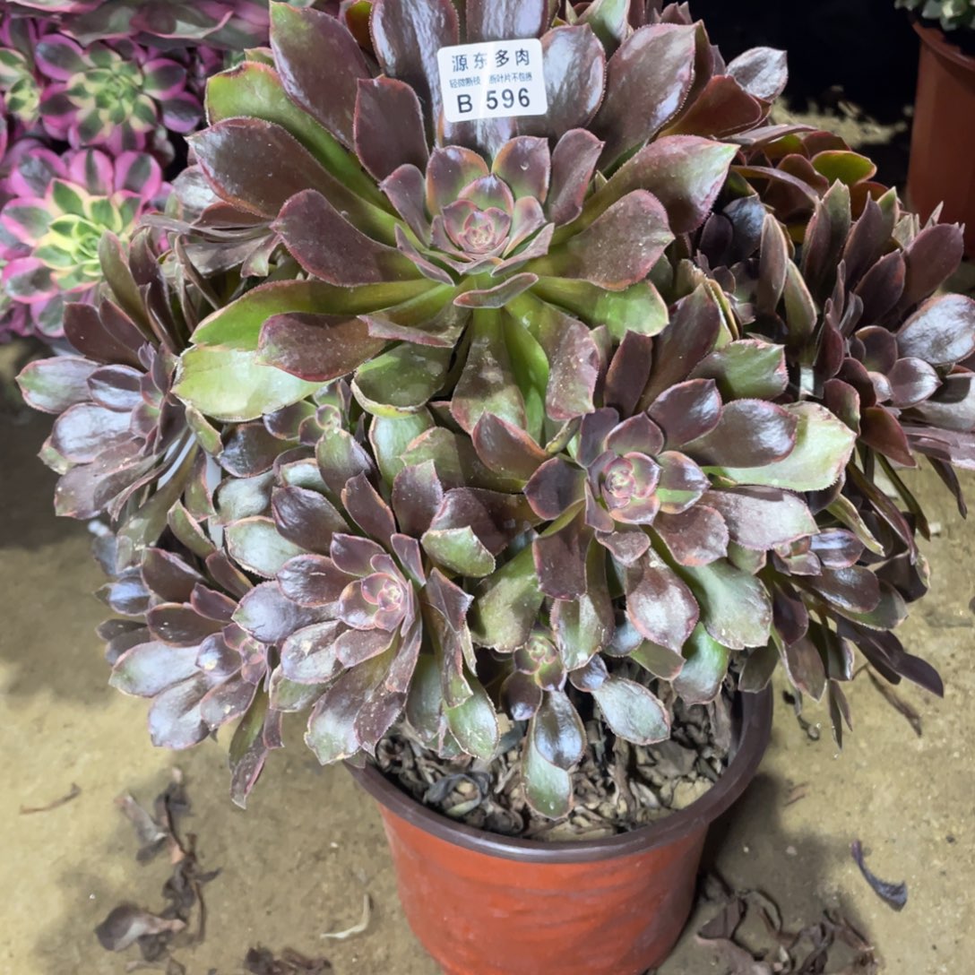 595恶魔多肉法师断枝不包