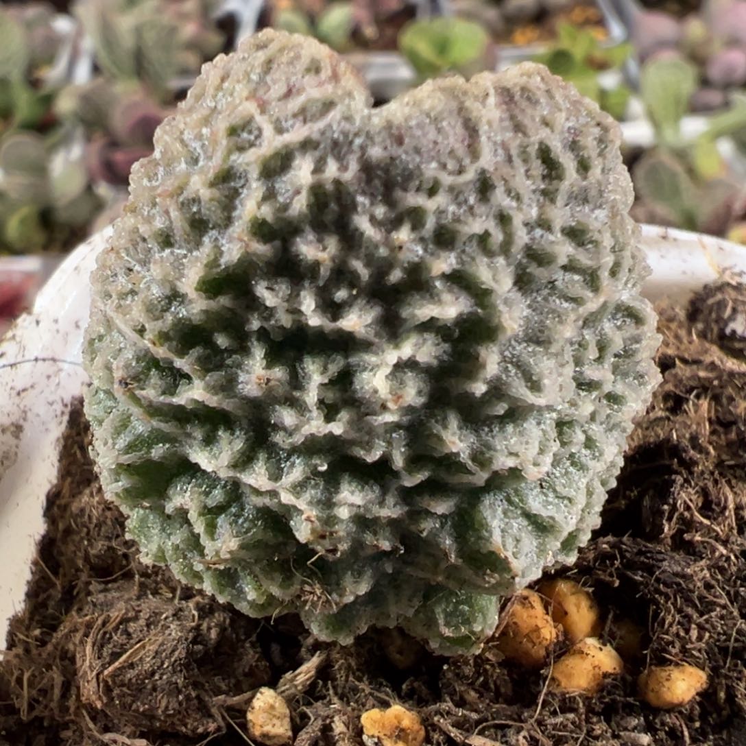 实生新品大苗多肉植物水泡