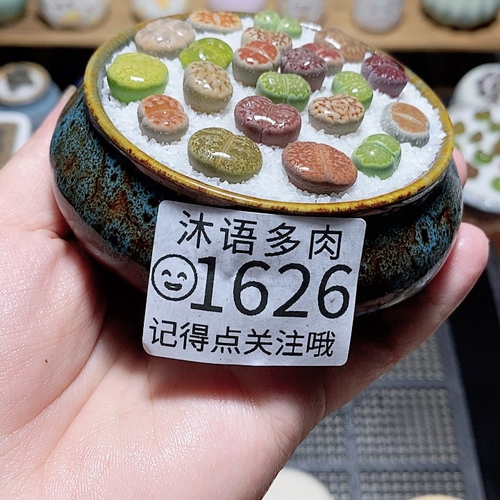 精美盆栽 一物一拍1626
