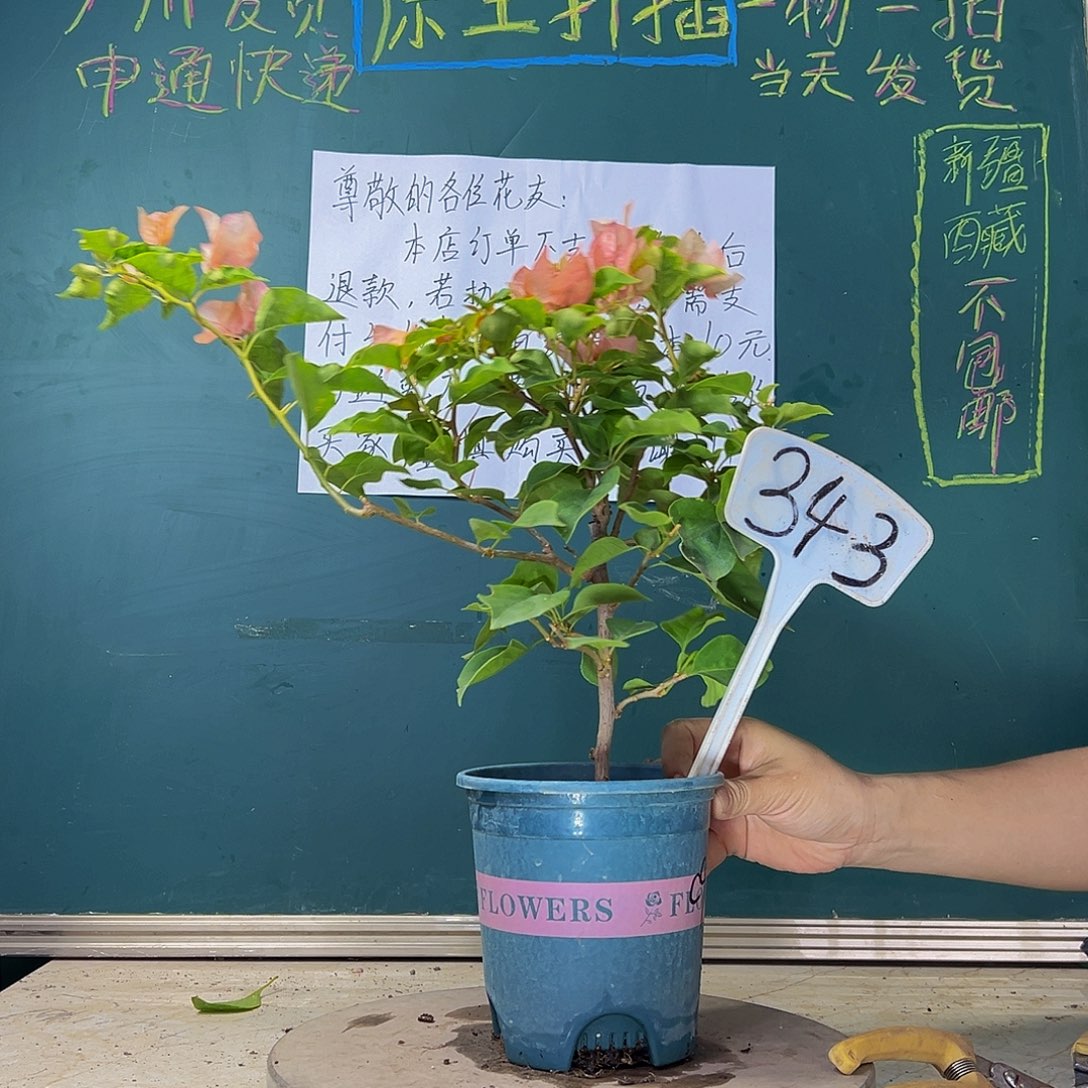 当前无花栽培后可以开花  福利  橙九月  343