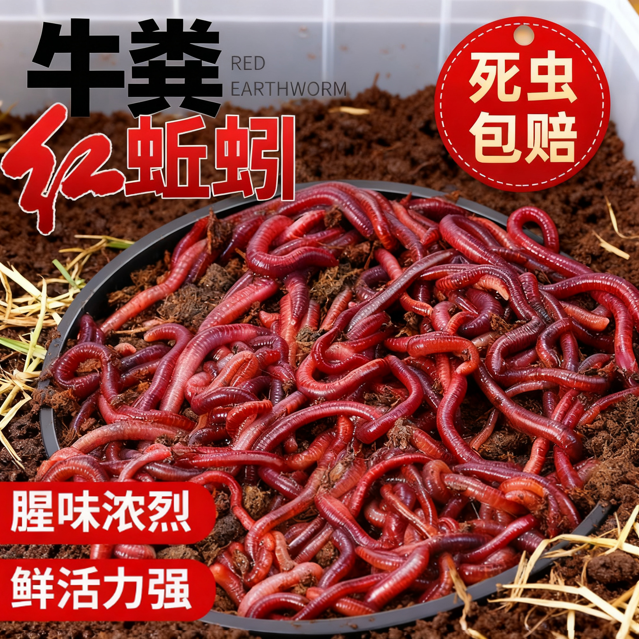 鲜活蚯蚓活饵红蚯蚓活体垂钓通杀鱼饵料鲫鱼鲤鱼盒装蚯蚓活饵包邮