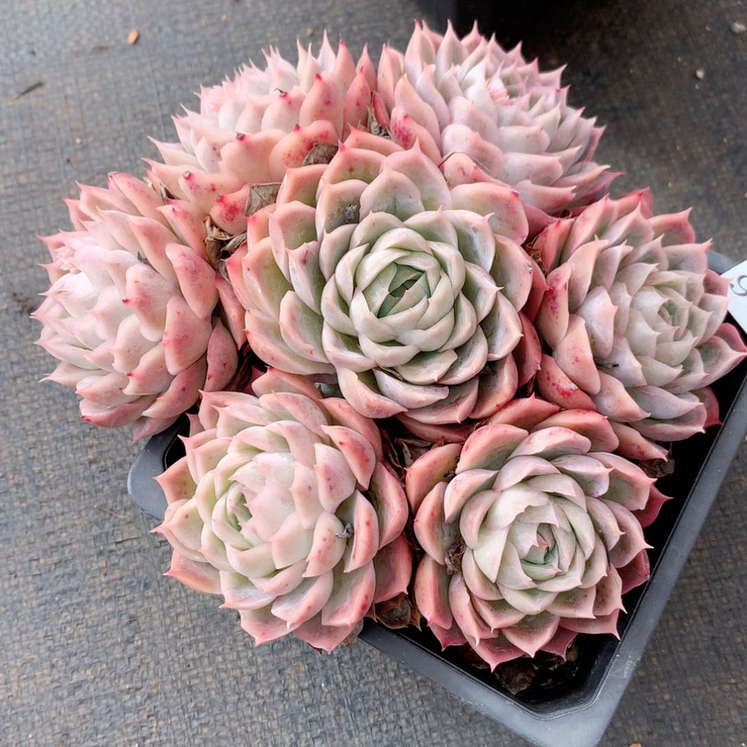 9515新年快乐呀发发发