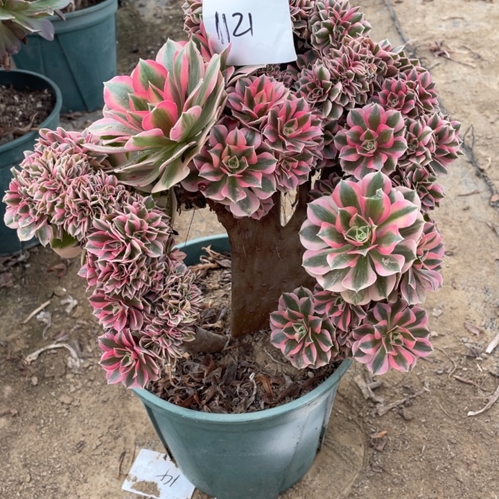 法师植物女巫缀1121