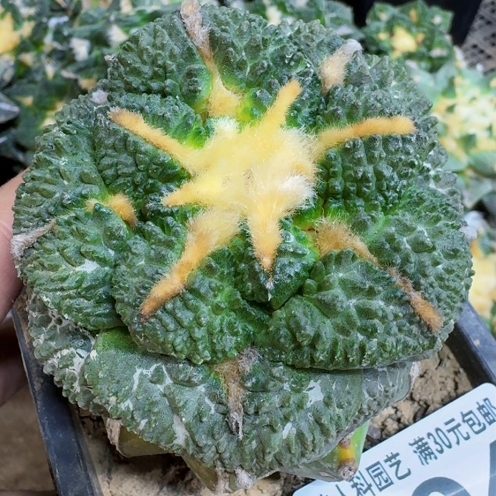 福利苗接大尤哥斯拉连山004