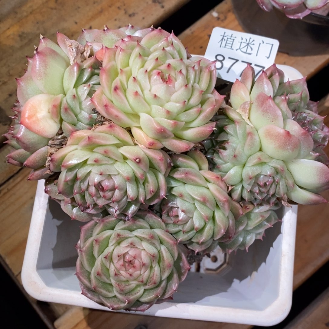 夜***行不包整散8777~12厘米