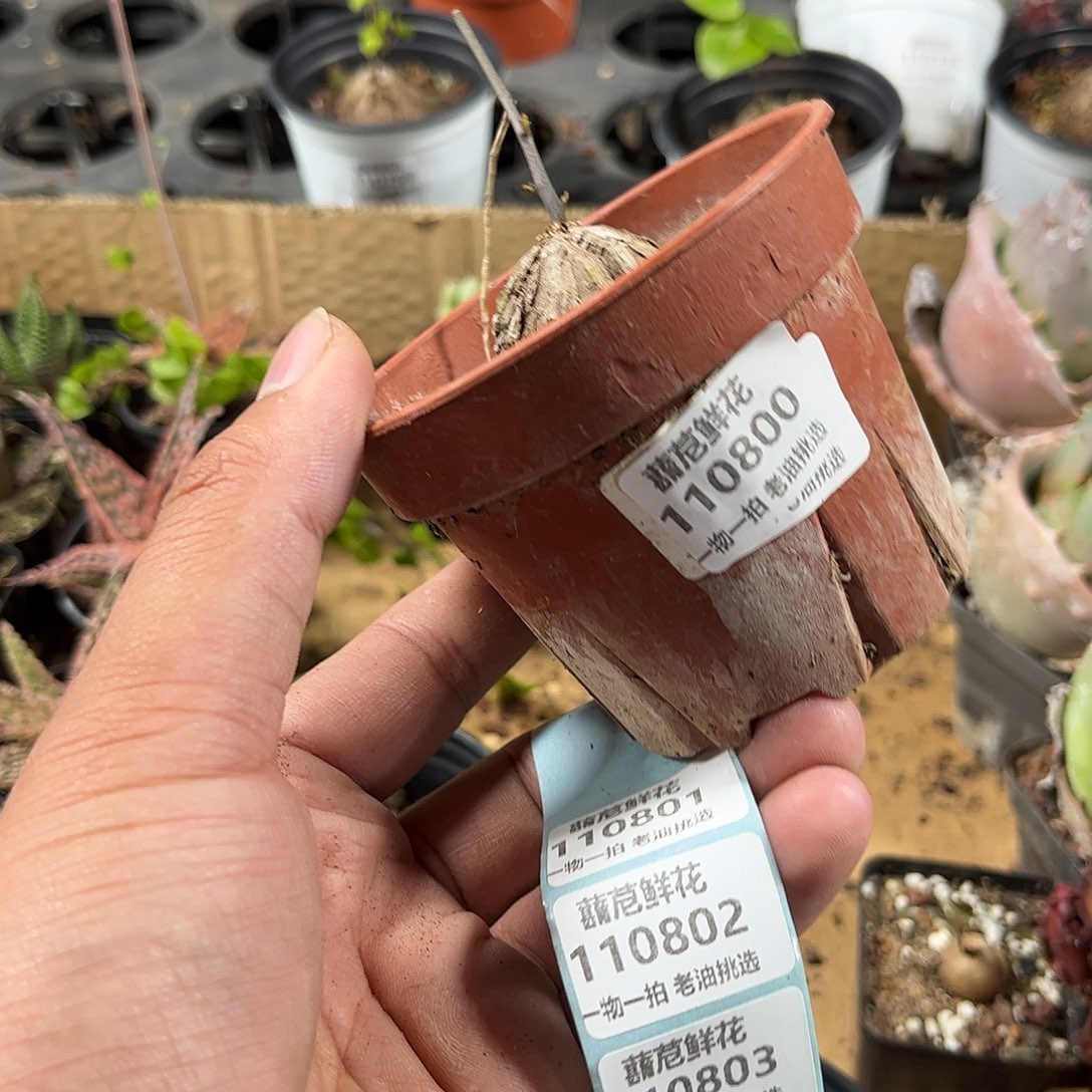 越***己110800一物一拍单头