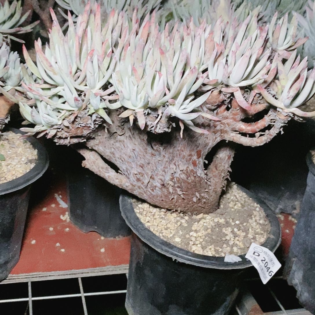 【闪购商品】哈哈哈雪花多肉瑕疵2136