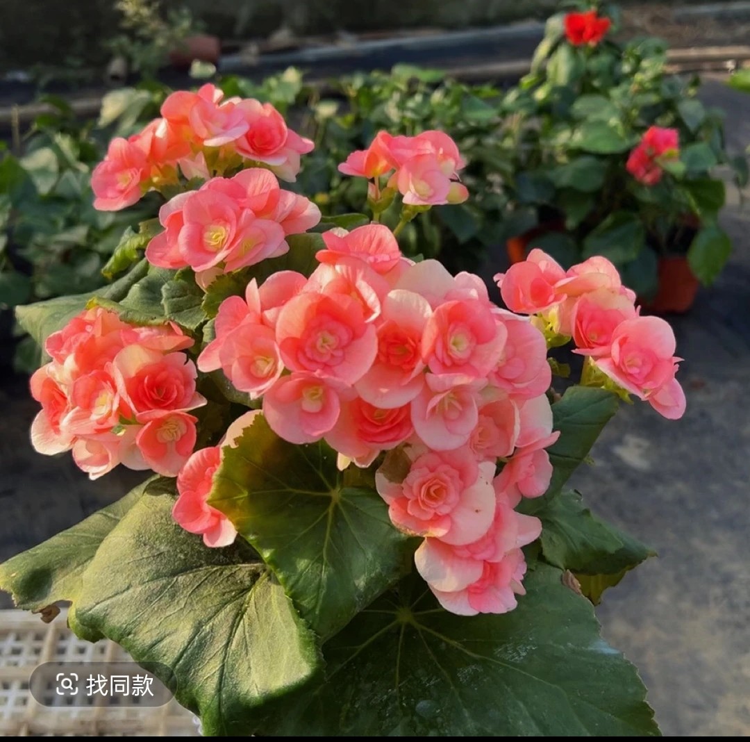 妮可丽格海棠四季开花带花带花苞耐热耐寒室内花卉