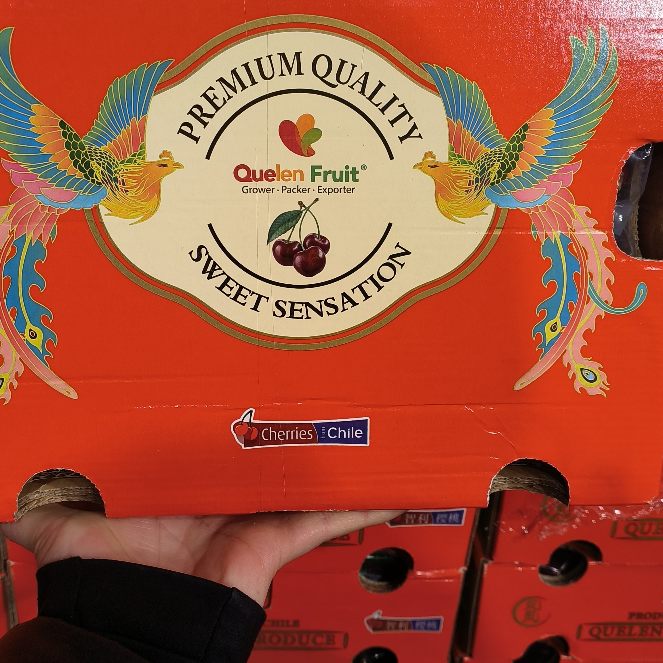 JJ智利拉宾斯车厘子海运5斤装智利