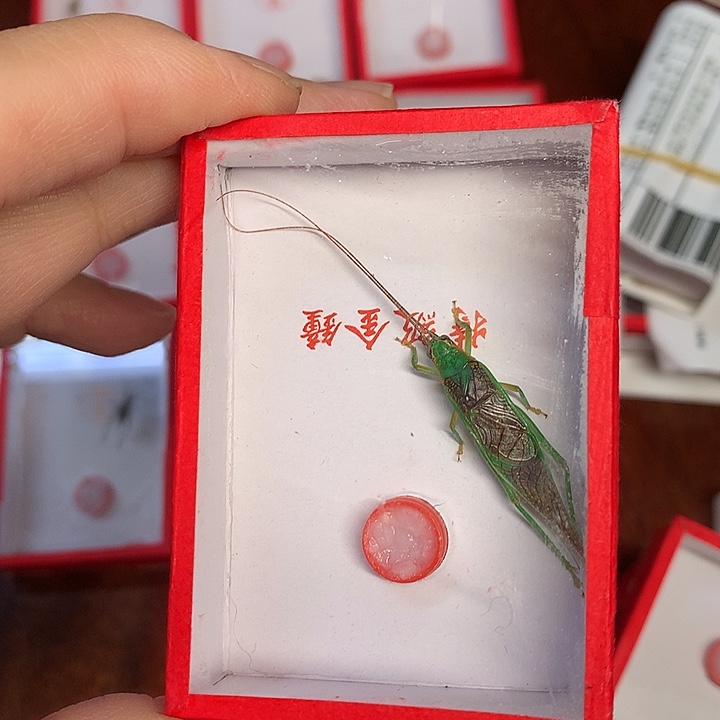 新到霍氏一条哈哈哈哈