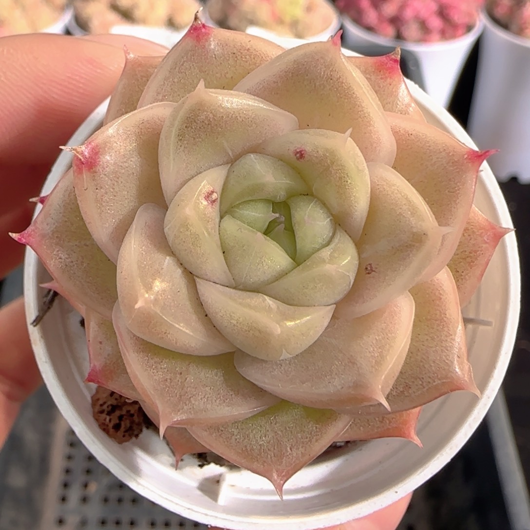 多肉1226-217麦秆