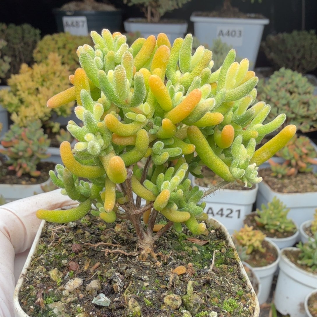 A523钻石锦整点半价福利