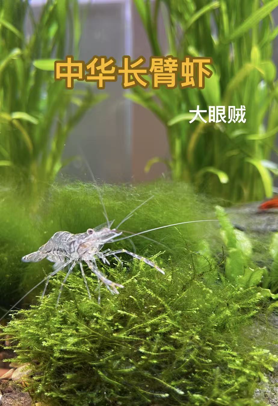 观赏虾造景中华长臂虾 斗虾除藻工具 大眼贼虾