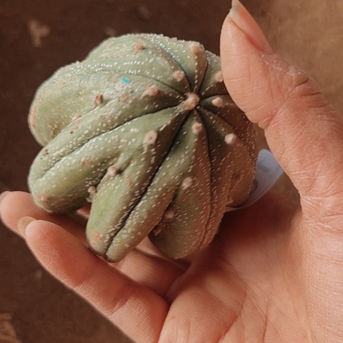 1062处理无根哦哦仙人球