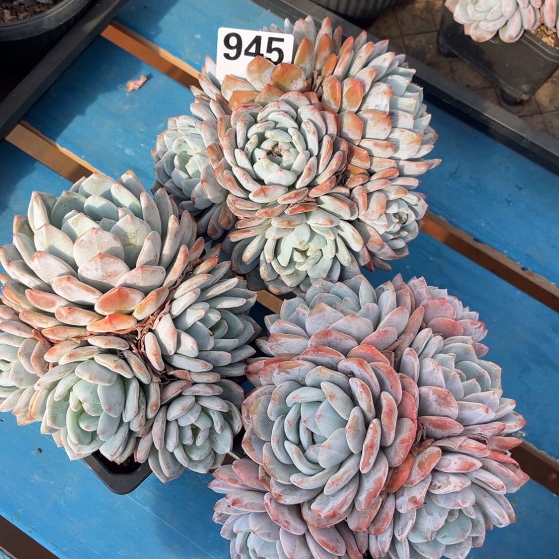 945橙梦露橙梦露橙梦露