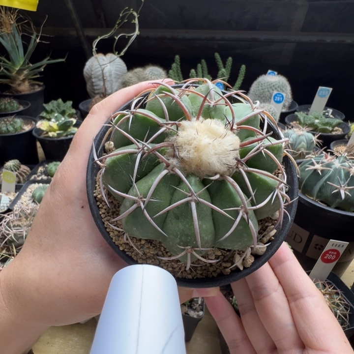 实生印加圆盘玉8.4cm