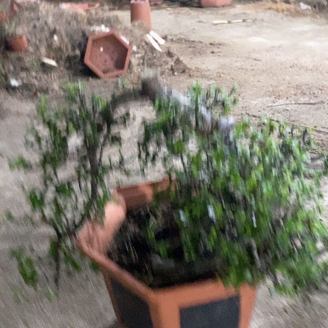 无花朵金枝玉叶老庄盆景