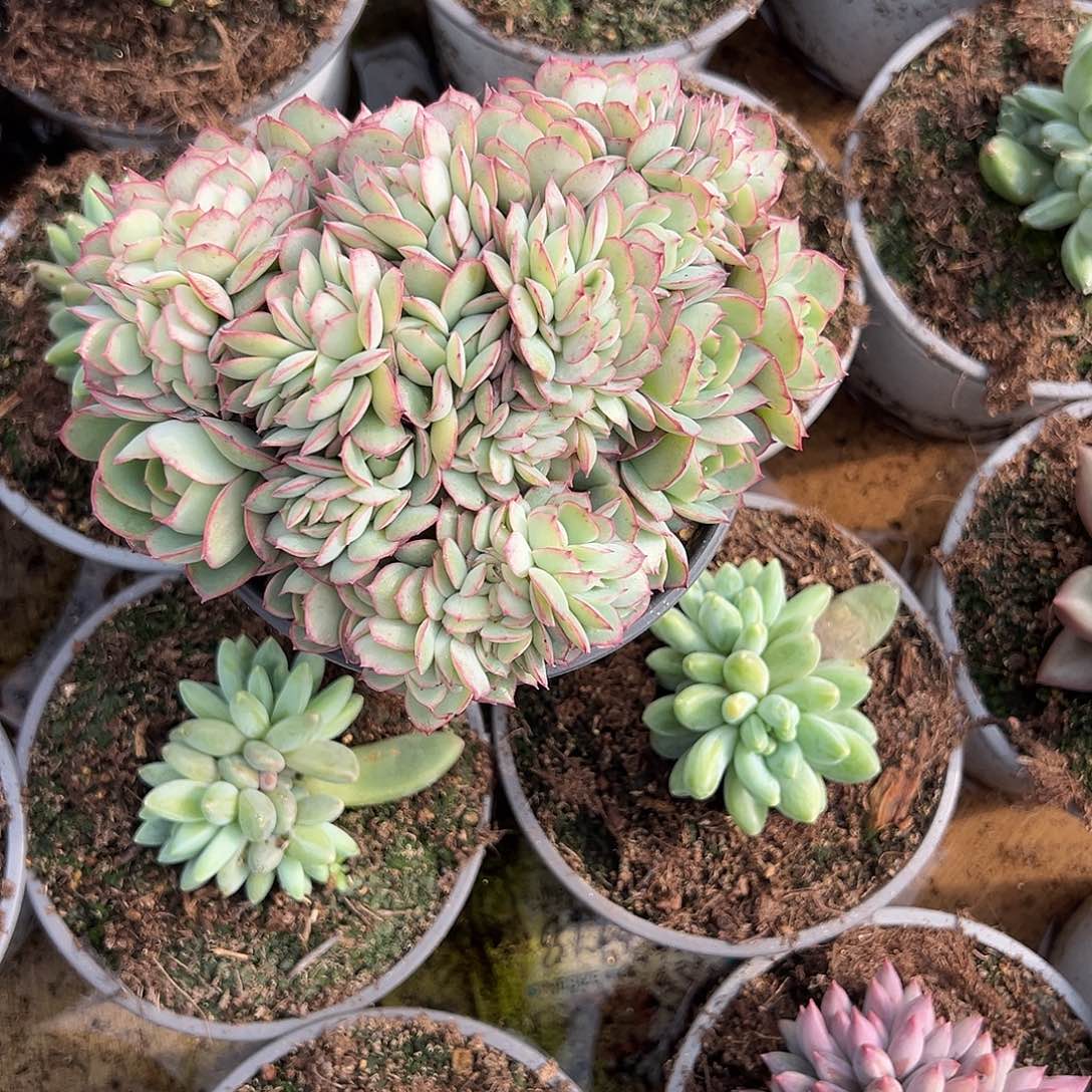 牡丹亭朵朵多日植物