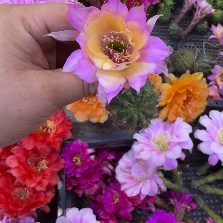 223丽花极光歪无根侧牙3公分左右，20包邮