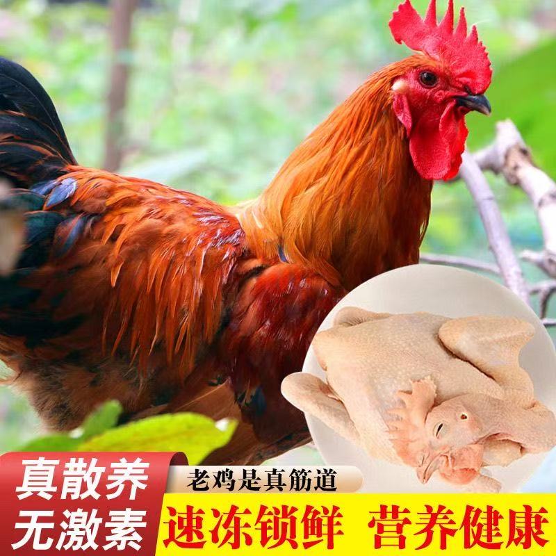 超级福利-广西红瑶土鸡，杀好得，2只