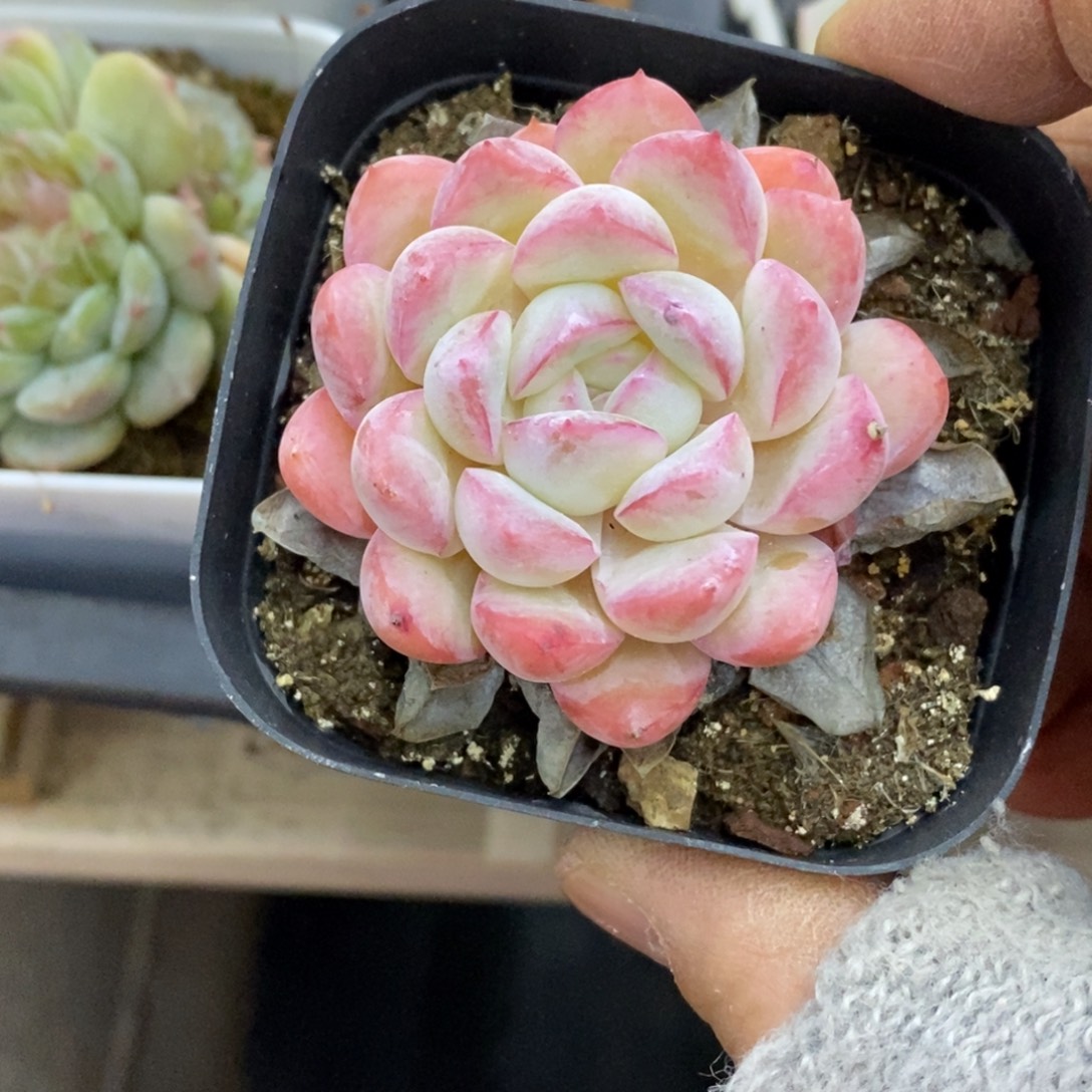 精品肉一物一拍不包整336