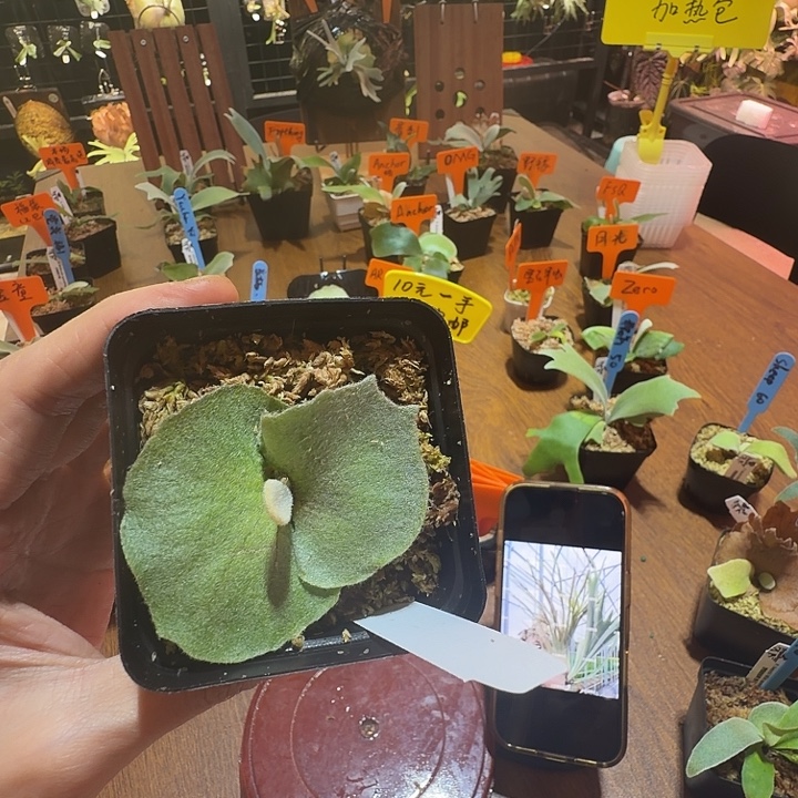 无花朵鹿野直播间竞拍AR 