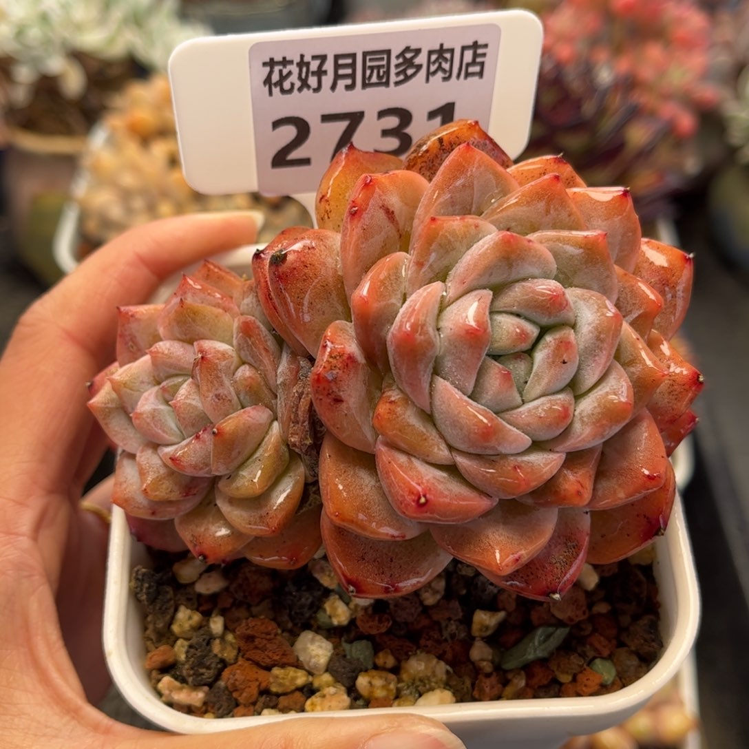 2731 满30包邮天冷地区必拍保温箱