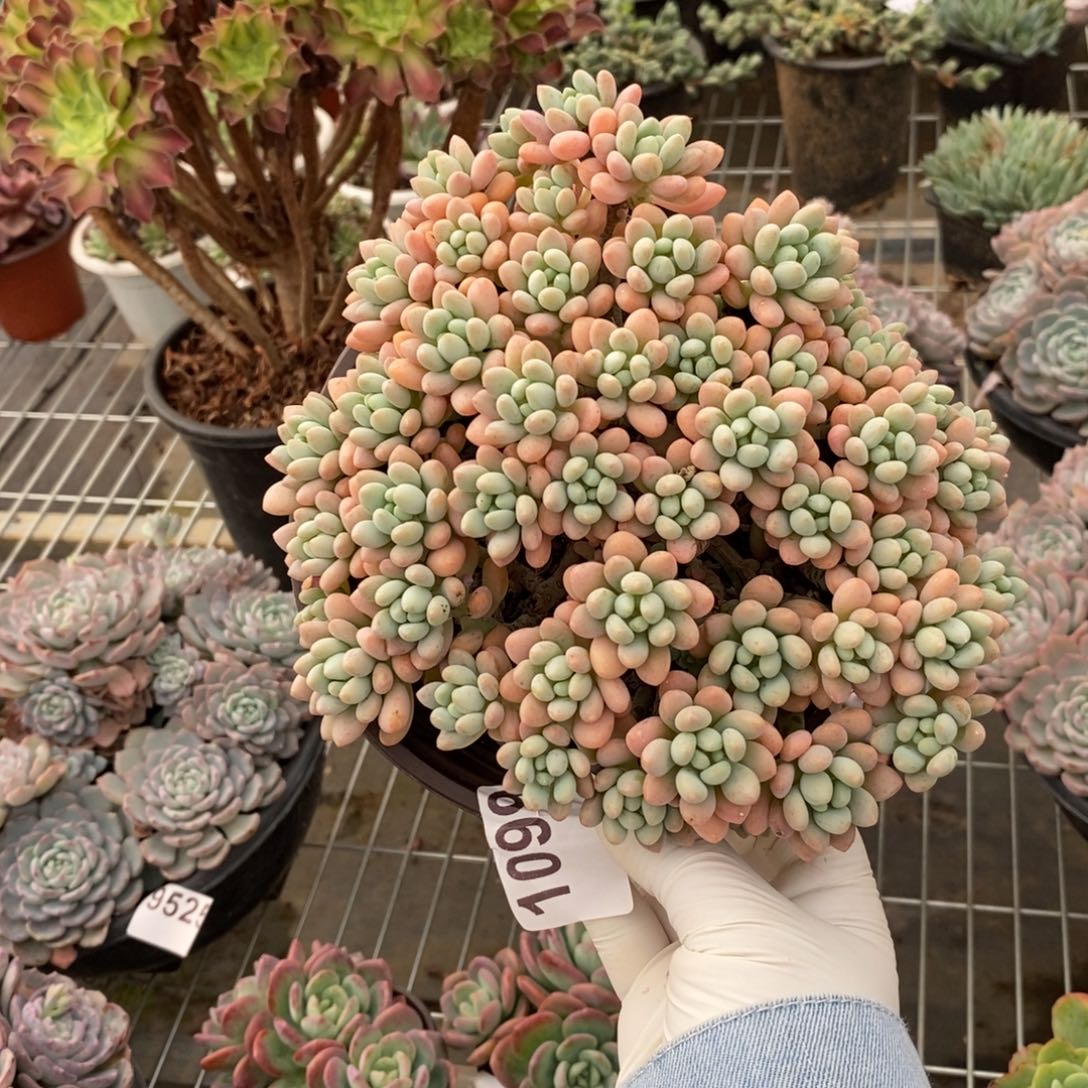 1099洛可可一物一拍