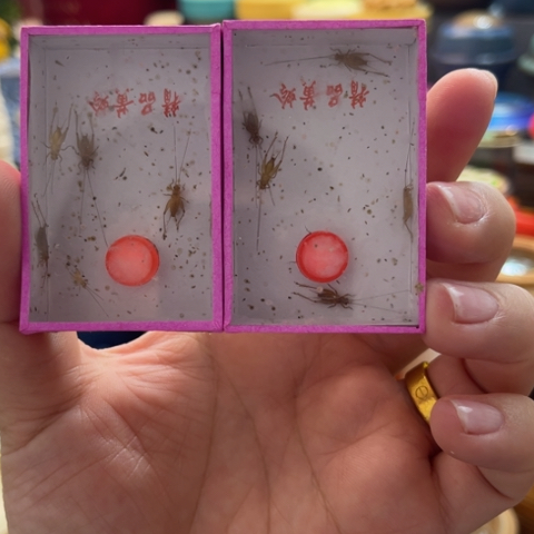 昨***儿蟋蟀啊哈哈哈哈啊哈哈哈