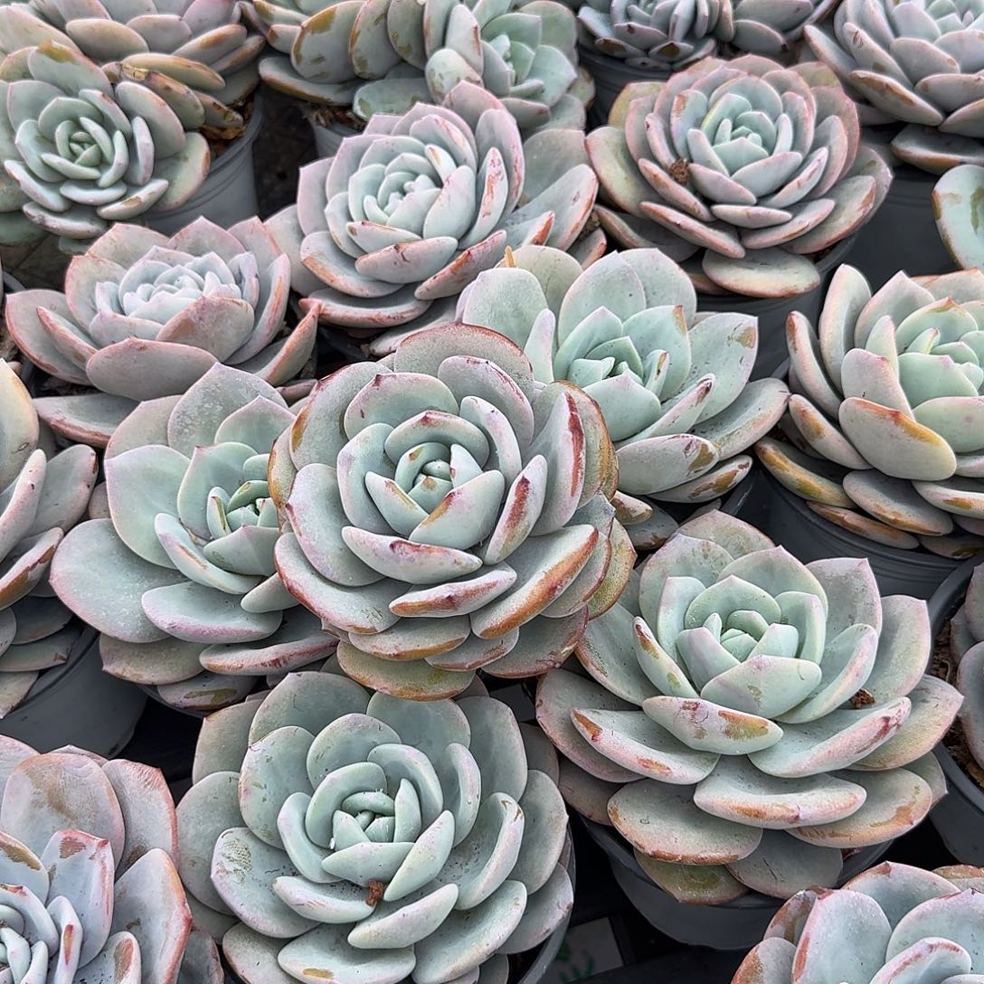 韩奶单头2颗组随机，售后范围：签收起7天内