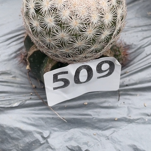 峰***叔509号草球苗接苍白旗单头