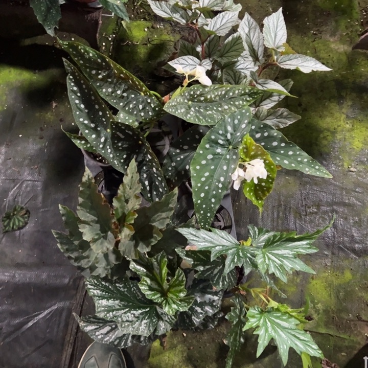 完全开放一物一拍套餐三十