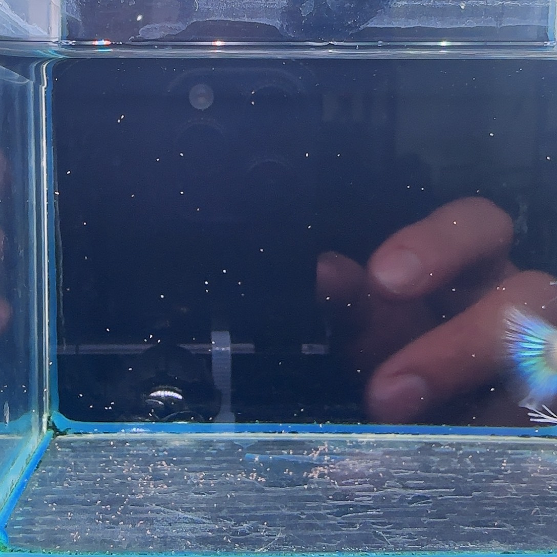 孔雀鱼蓝白绣球1对