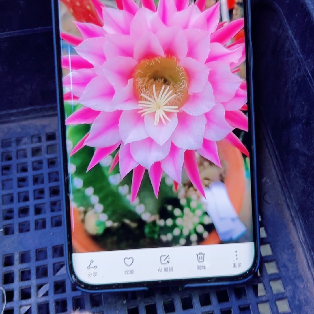 下103毛诺尔斯歪无根侧芽4公分左右20包邮