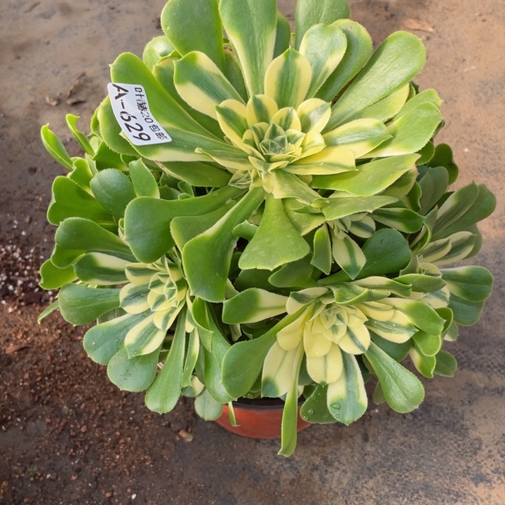 629新多肉12345678duorou