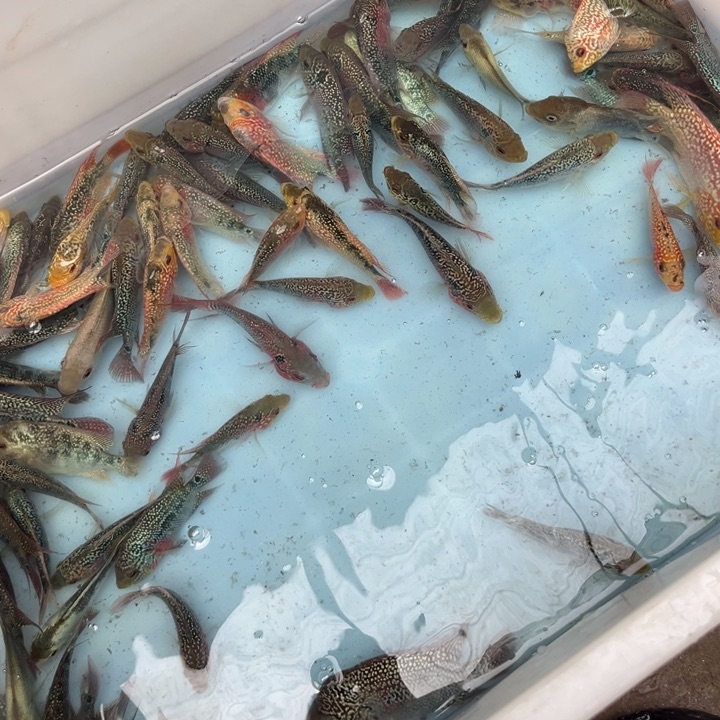 罗汉鱼28.8////////3条