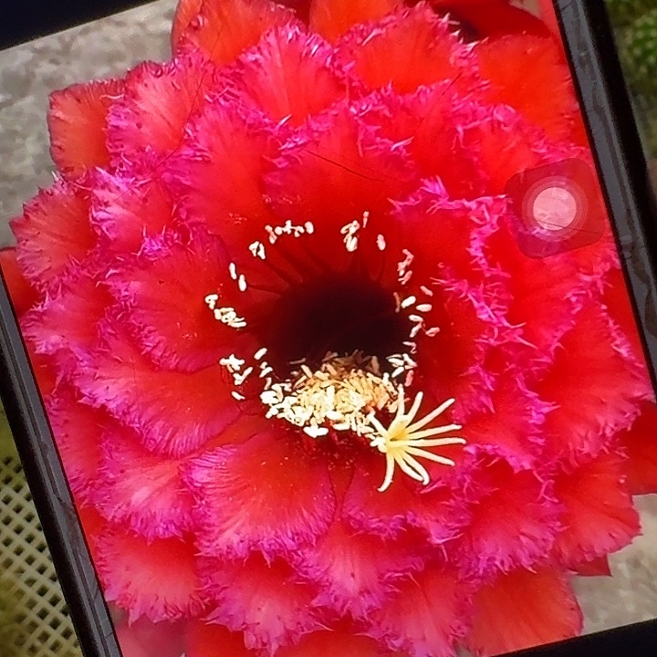 五花牛侧芽5公分左右毛花柱
