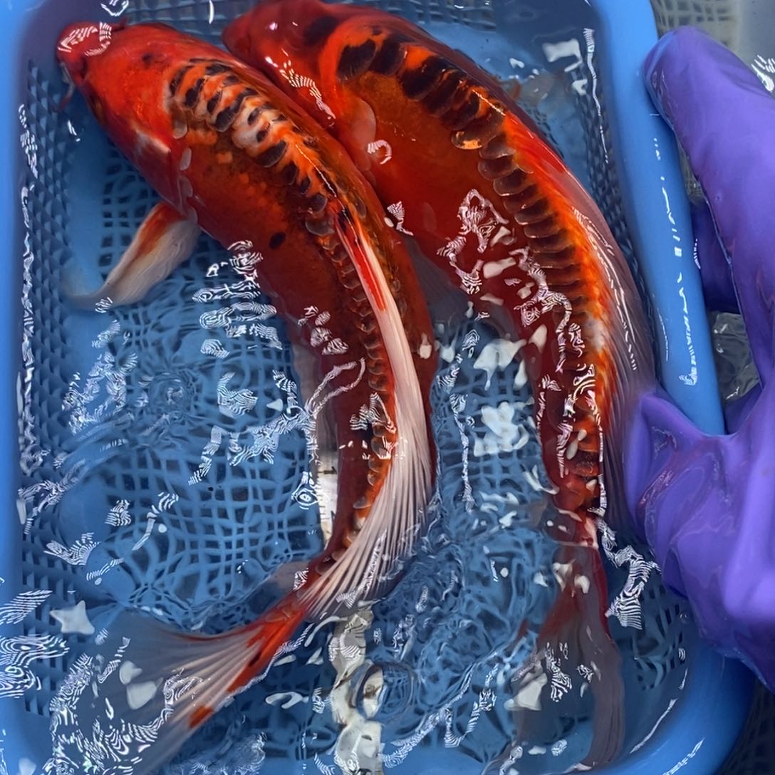 锦鲤冷水锦鲤包邮