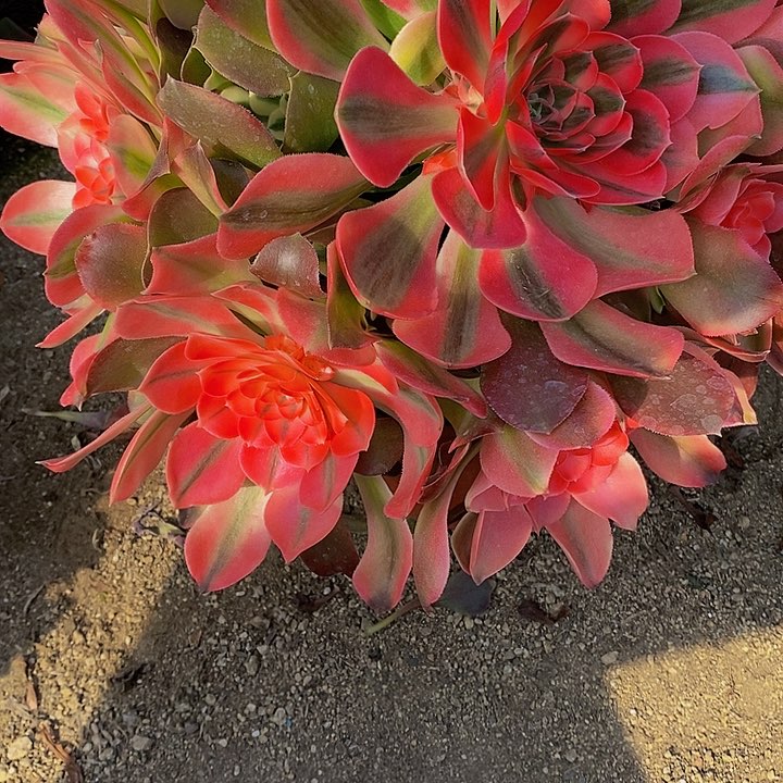 多肉香妃115多肉